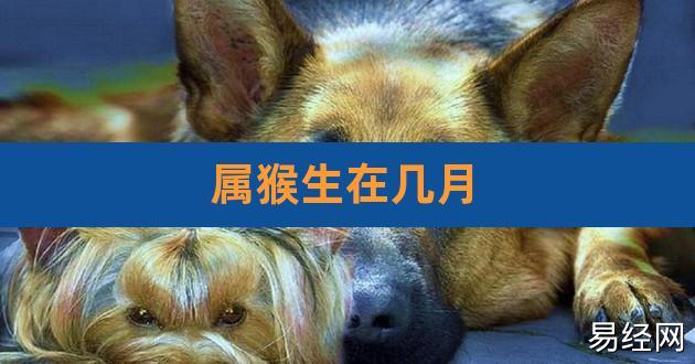 属猴生在几月,属猴的哪个月份出生的人命好