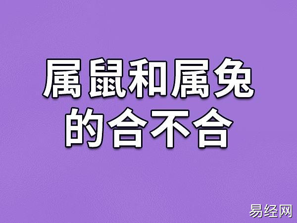 属鼠和属兔的合不合