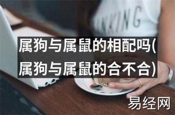 属狗与属鼠的在事业上合作好不好属狗与属鼠的相配吗生肖的相配与否