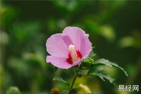 属狗的“桃花”色