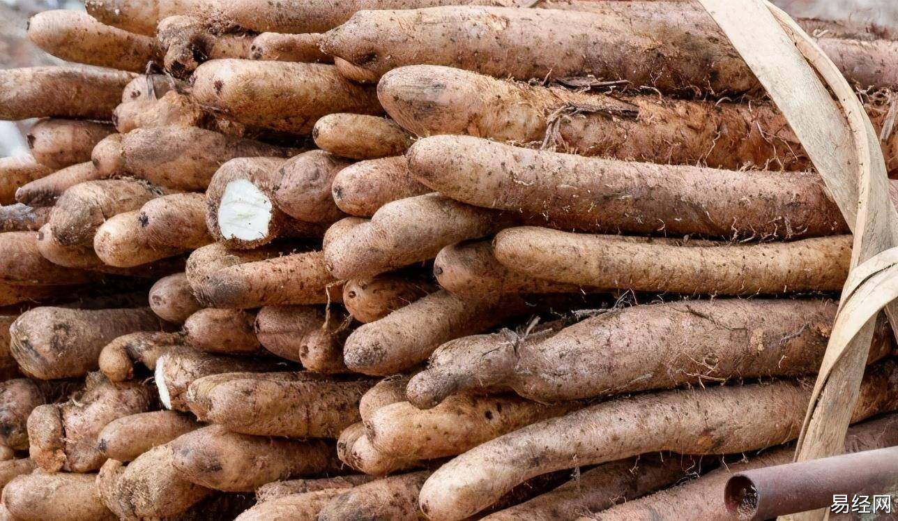 秋季选对食材养脾胃 此物赛人参