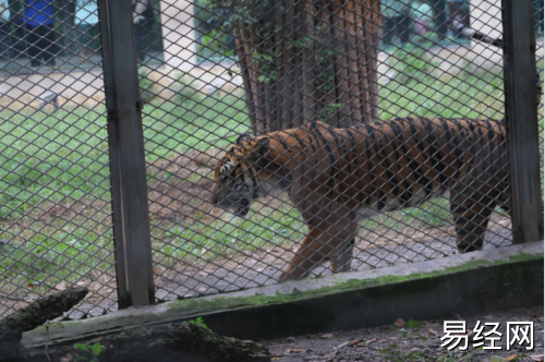 女人晚上梦见老虎好吗  女人晚上梦见老虎什么预兆