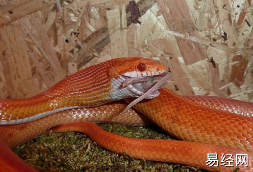 晚上梦见被蛇咬到手预兆什么 梦见被蛇咬到手是什么意思