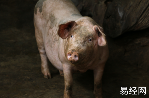 女人梦见猪是什么意思  女人梦见猪有什么预兆