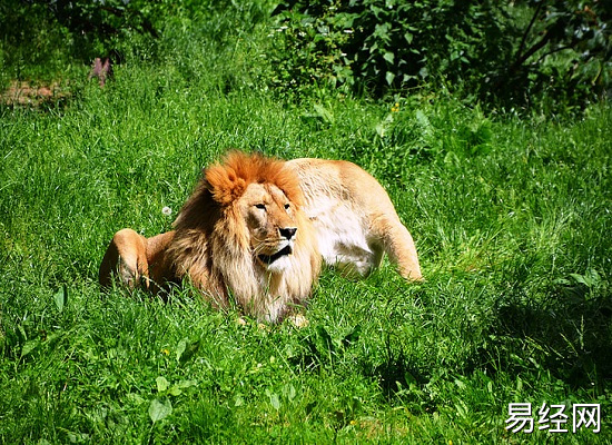 梦见被狮子追是什么意思 梦见被狮子追有什么预兆