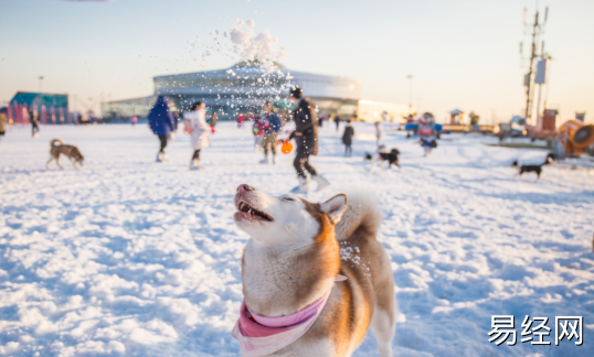 女人梦见狗是什么预兆  女人梦见狗好不好
