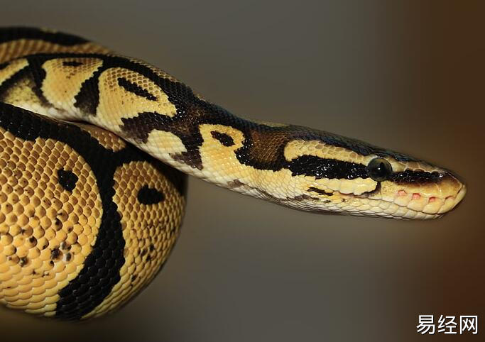 女人梦见一条大花蛇是什么意思 梦见一条大花蛇预兆什么