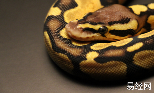 女人梦到被蛇咬怎么回事  女人梦到被蛇咬好不好