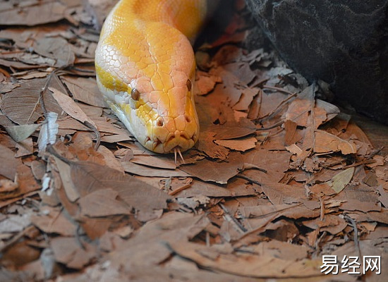 男人做梦梦到蟒蛇是什么预兆 男人做梦梦到蟒蛇是什么意思