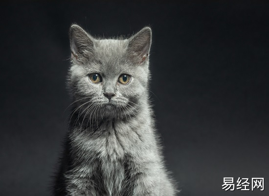 男人做梦猫是什么预兆 男人做梦梦到猫是什么意思