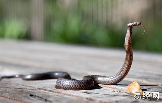 已婚女人梦见黑色的蛇是什么意思 已婚女人梦到黑色的蛇有什么预兆