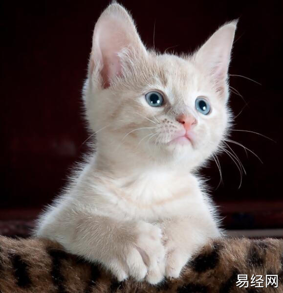 女人梦见自己和猫说话是什么意思 梦见自己和猫说话预兆什么