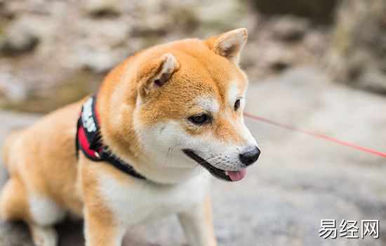 女人梦见两只狗是什么意思 女人梦到两只狗有什么预兆