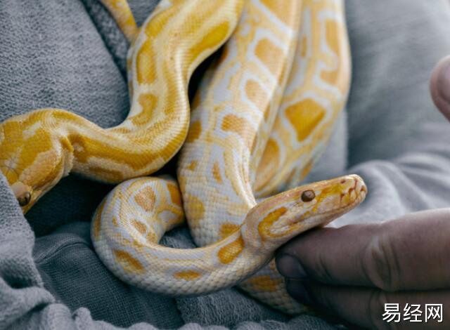 女性梦到好多蛇是什么意思 梦见好多蛇预兆什么