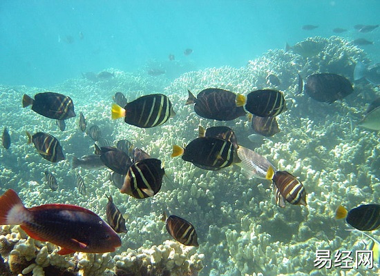 孕妇梦见很多鱼是什么意思 孕妇梦见很多鱼有什么预兆