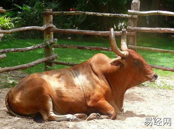 男人梦见牛是什么意思 男人梦见牛有什么征兆