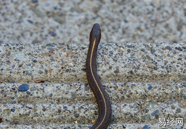 梦见很多黑蛇是什么意思 梦见很多黑蛇有什么预兆