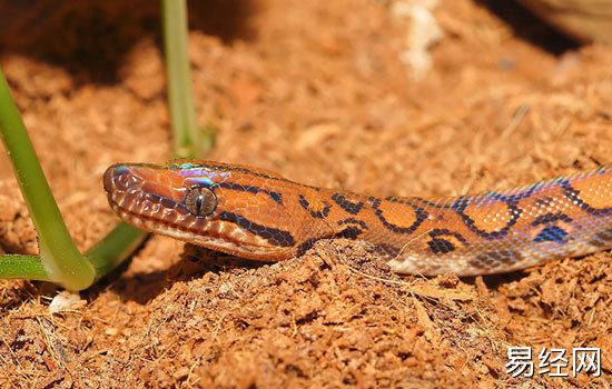 怀孕梦见大蟒蛇是什么意思 怀孕梦到大蟒蛇有什么预兆