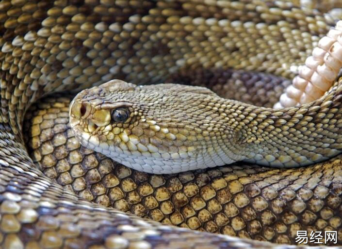 男人梦见大蛇是什么意思 男人梦见大蛇预兆什么