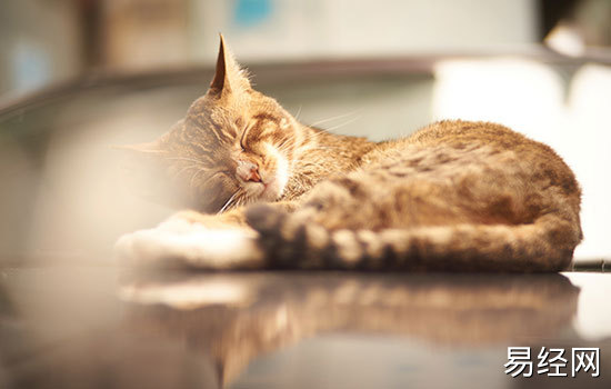 怀孕梦到猫意味着什么 怀孕梦见猫有什么预兆