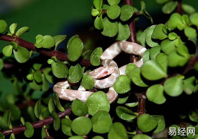 男人梦见白头蛇是什么意思 男人梦见白头蛇预兆什么