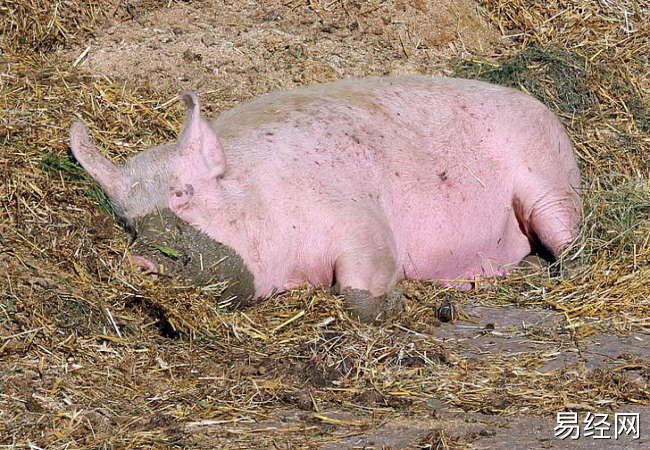 男人梦见别人家杀猪预示什么 男人梦见别人家杀猪代表什么