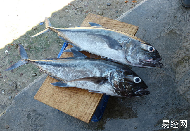 男人梦见在河里抓鱼什么意思 男人梦见在河里抓鱼好不好