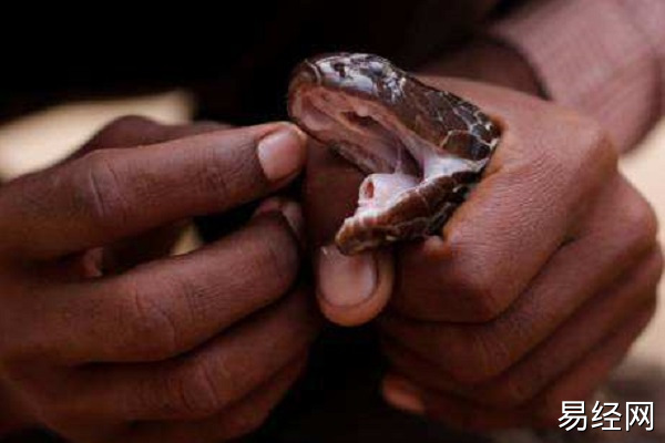 梦见被蛇咬了手什么意思 梦见被蛇咬了手预示什么