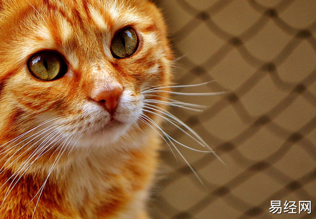 男人梦见被猫挠是什么意思 男人梦见被猫挠什么征兆