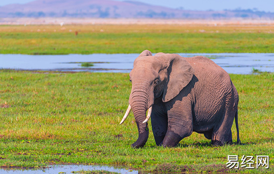 梦到大象追我说明什么 梦见大象追我有什么预兆