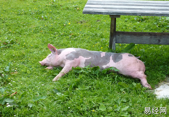 男人梦见自己养猪好不好 男人梦见自己养猪预示什么