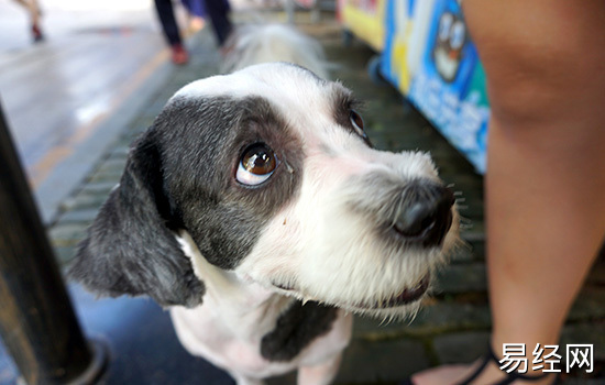 梦到狗咬我的手不放说明什么 梦见狗咬我的手不放有什么预兆