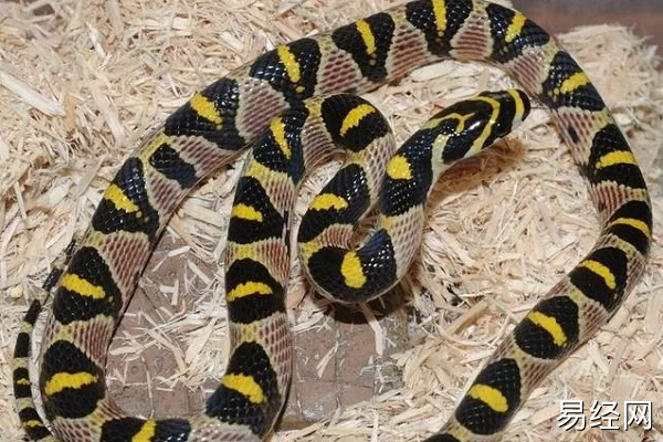 怀孕做梦梦见蛇什么意思 怀孕做梦梦见蛇好不好