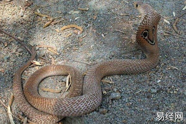 怀孕初期梦见蛇预示什么 怀孕初期梦见蛇有什么征兆