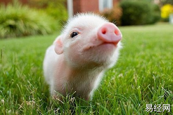 梦见被猪咬手什么预兆 梦见被猪咬手好不好