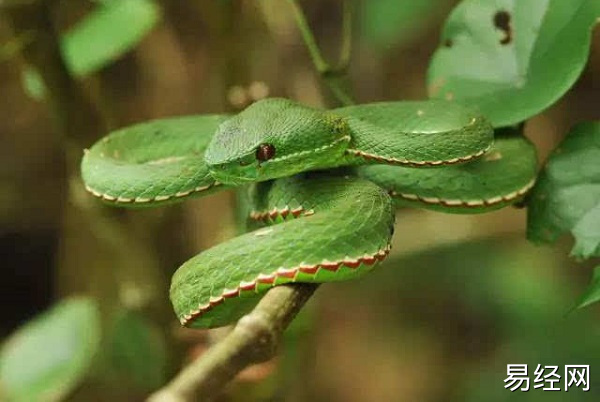 男人梦到蛇咬自己的手预示什么 男人梦到蛇咬自己的手有什么征兆