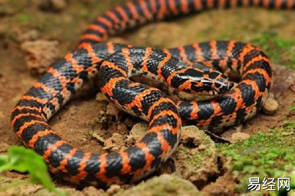 男人梦见长的红花蛇什么意思 男人梦见长的红花蛇好不好