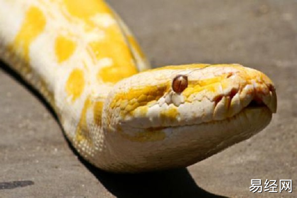 男人梦到蛇上腿什么意思 男人梦到蛇上腿预示什么