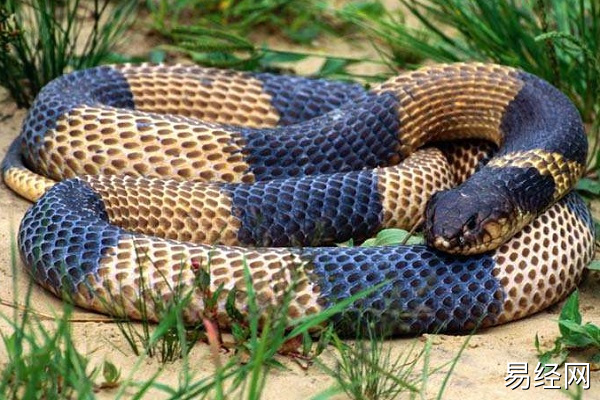 男人梦见猛蛇有什么预兆 男人梦见猛蛇好不好