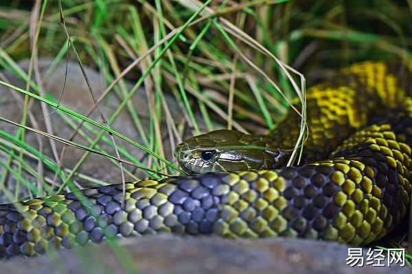 已婚男人梦见好几条花蛇预示什么 已婚男人梦见好几条花蛇有什么征兆