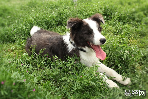 梦见被小狗追着咬什么意思 梦见被小狗追着咬预示什么