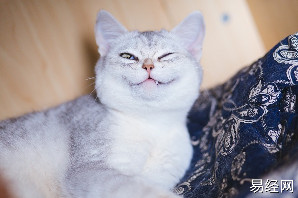 梦见被猫咬流血什么意思 梦见被猫咬流血预示什么