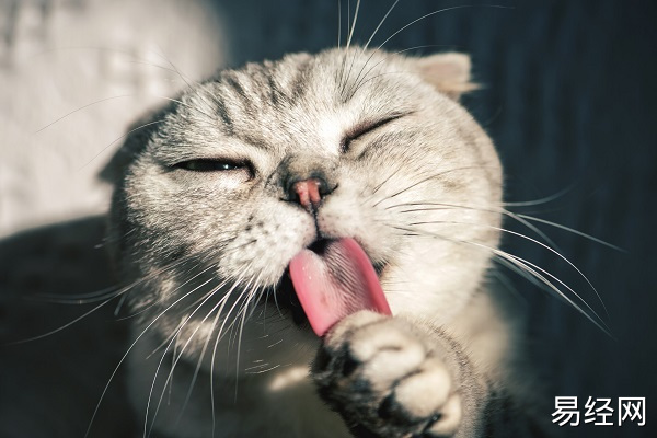 梦见一只猫很粘我什么意思 梦见一只猫很粘我预示什么