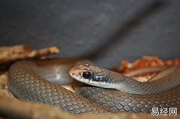 老公梦见蛇是什么意思 老公梦见蛇预示什么