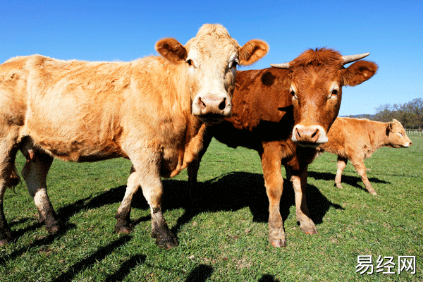 梦见杀牛什么意思 梦见杀牛有什么征兆