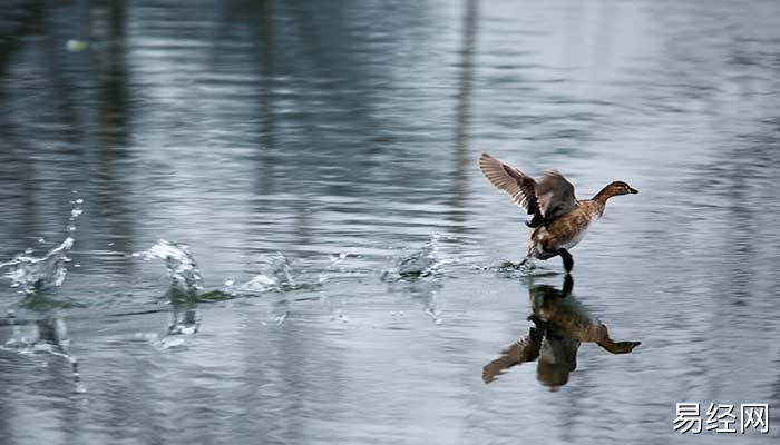 梦见水鸟什么意思 梦见水鸟什么征兆