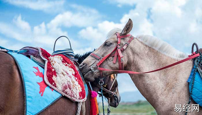 梦见小马有什么预兆 梦到小马什么意思