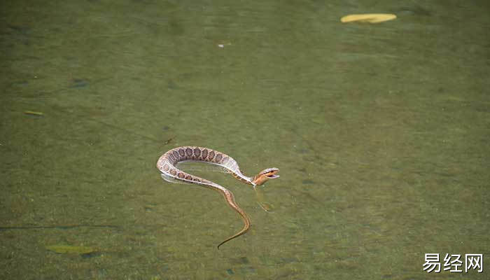 怀孕了梦见蛇是什么意思 怀孕了梦见蛇预示什么
