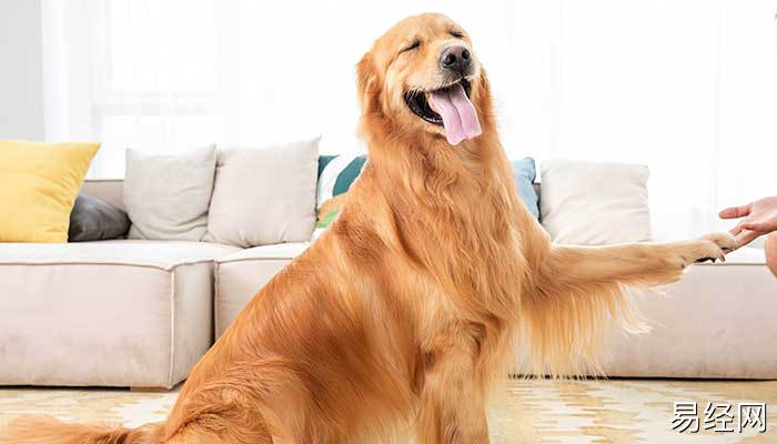 梦到狗追着咬什么意思 梦到狗追着咬好不好