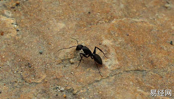 梦见身上有很多虫子什么意思 梦见身上有很多虫子预示什么